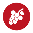 Vinho